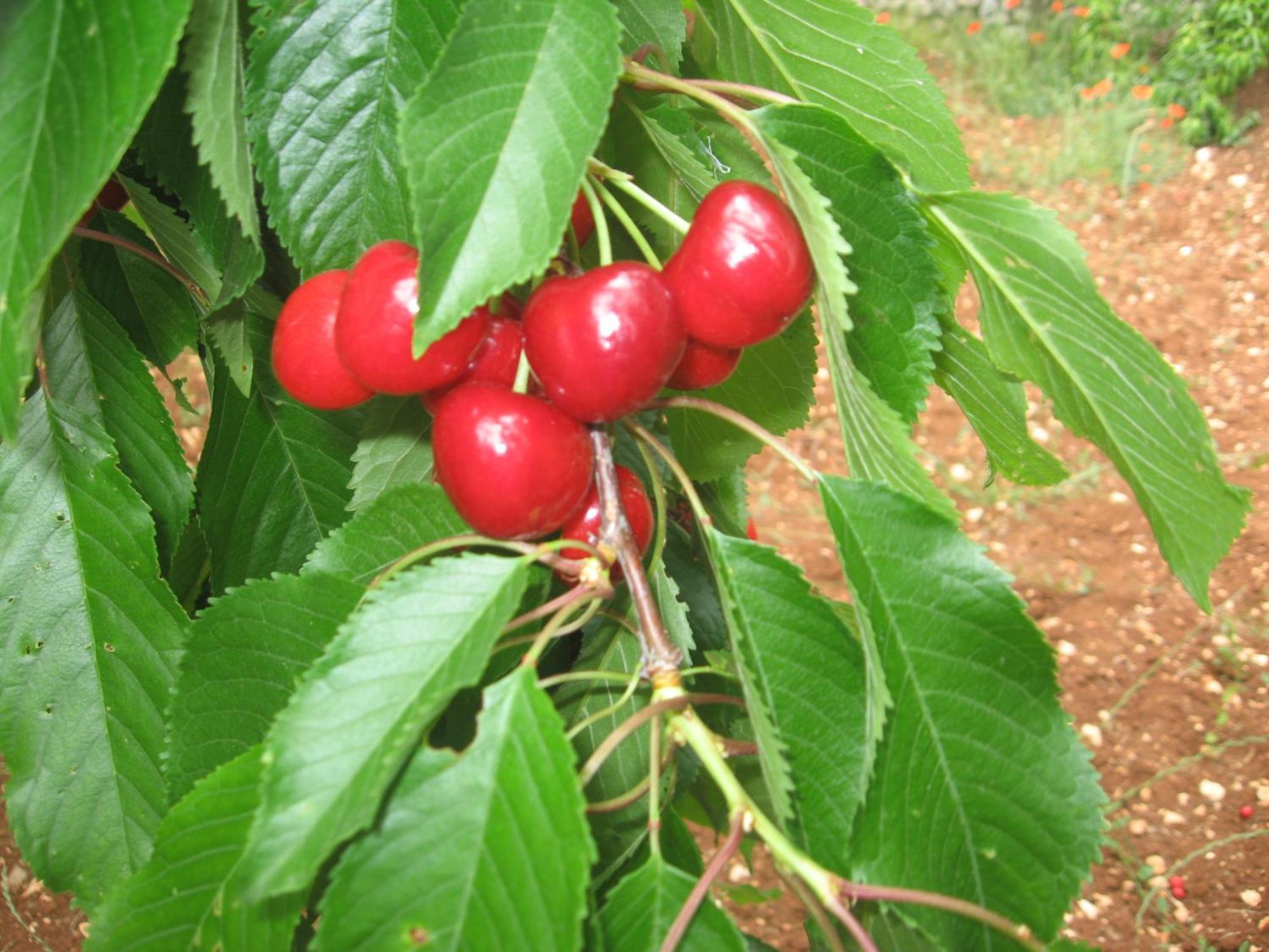 מרטינה פרנקה Red Rose B&B מראה חיצוני תמונה