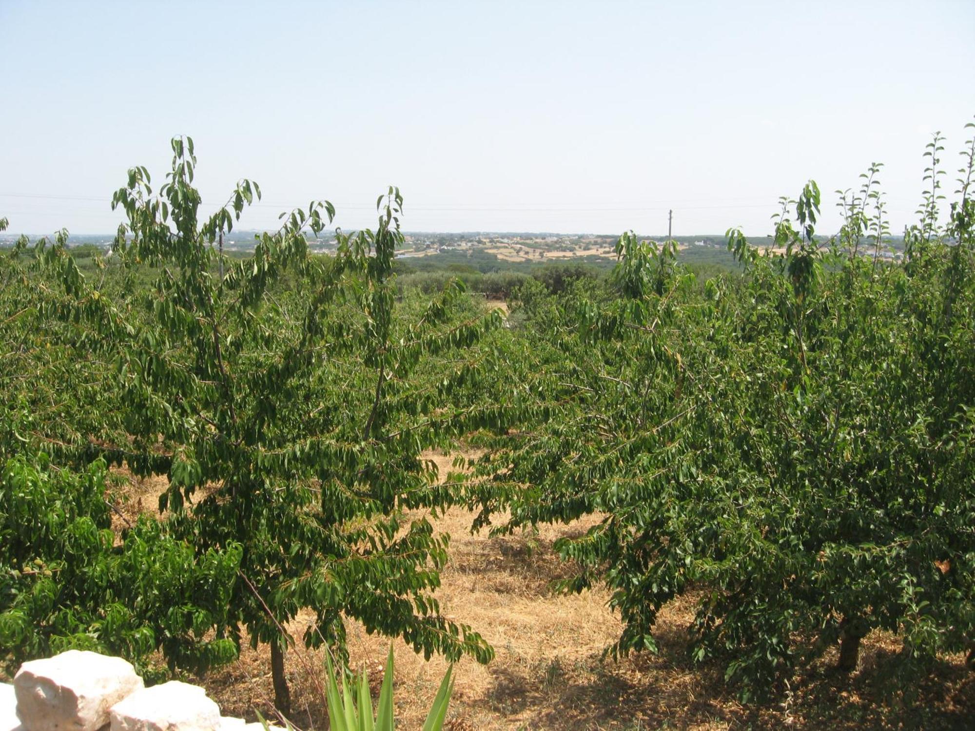 מרטינה פרנקה Red Rose B&B מראה חיצוני תמונה